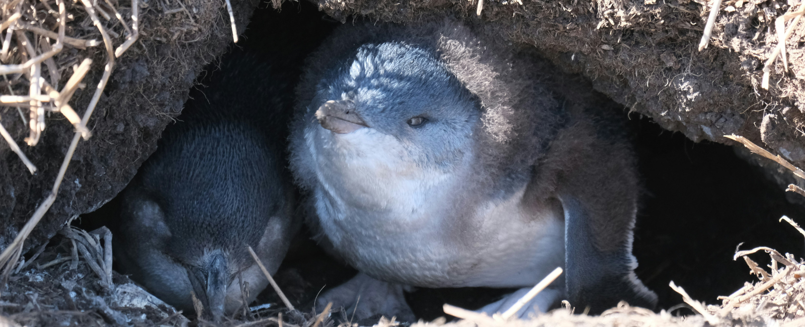Phillip Island Penguins