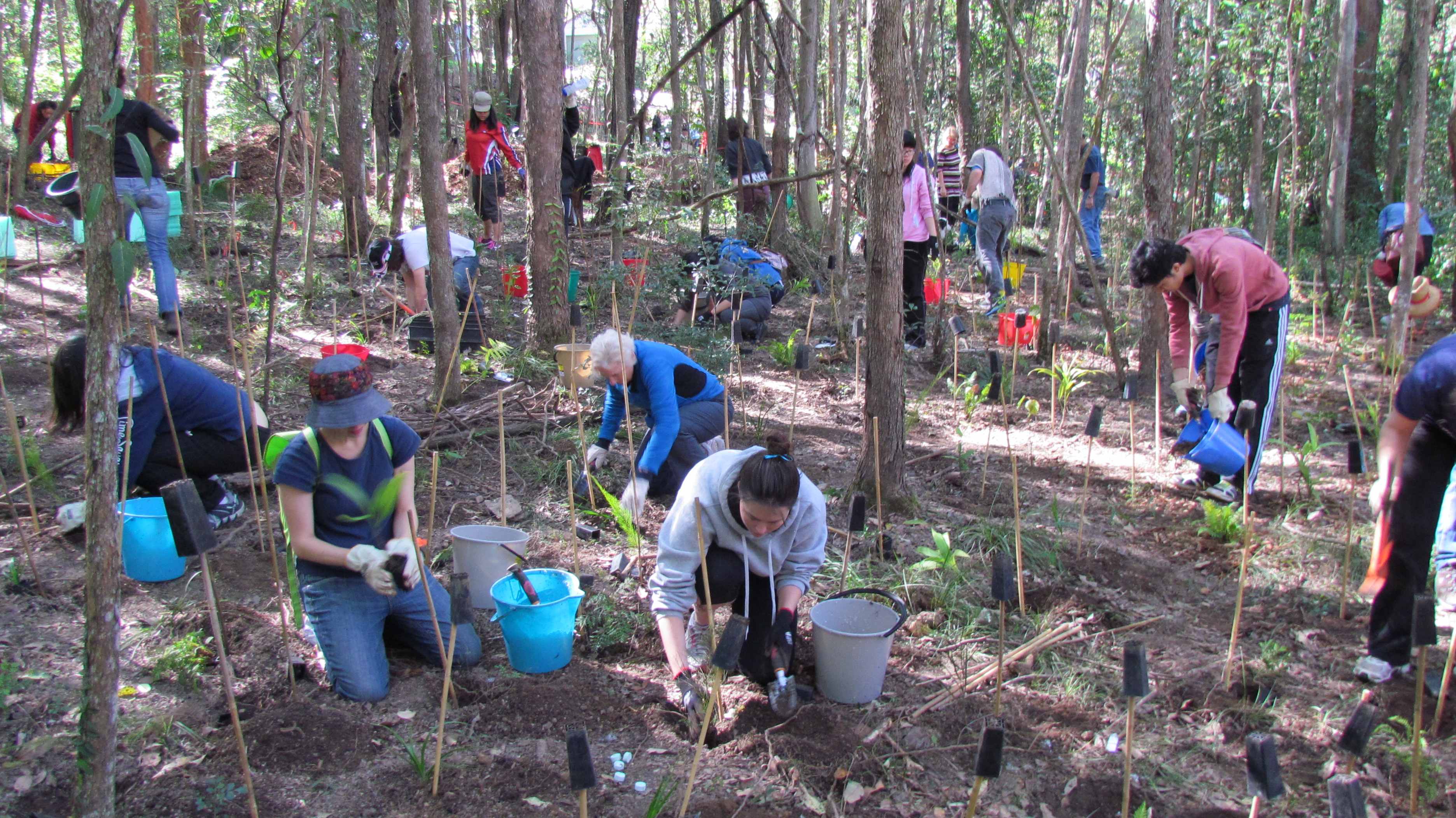 Cubberla Witton Catchments Network national tree Day