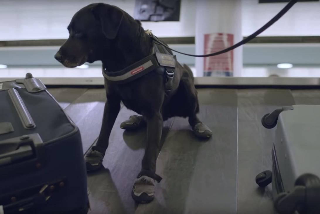 Numerous government agencies and departments use canines to detect threats at Brisbane Airport