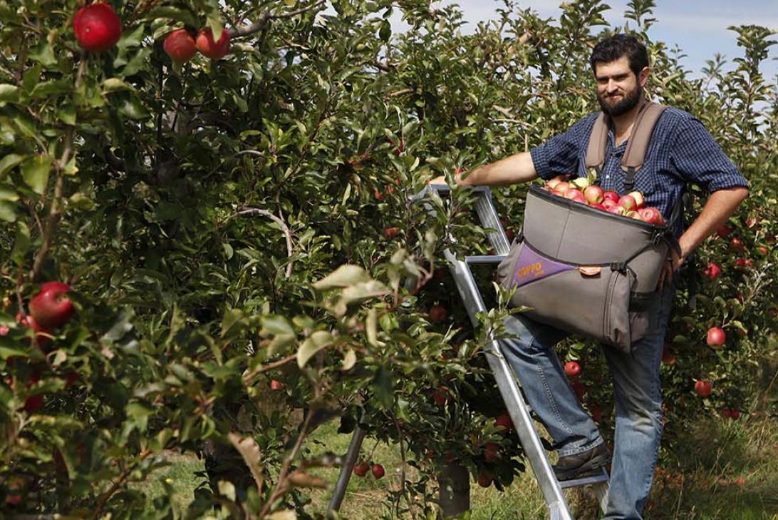 Beau Baddock, orchardist and co-owner of The Agrestic Grocer, Orange, NSW | A taste of Orange